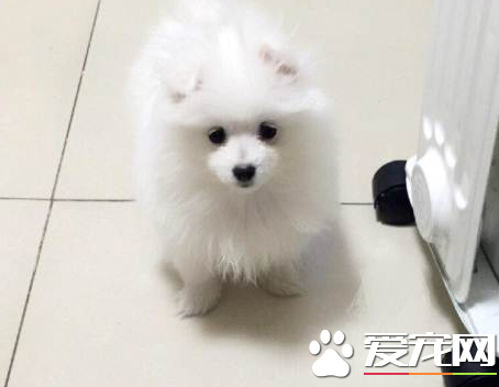 銀狐犬性格 日本銀狐犬喜愛吠叫