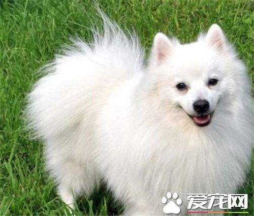 銀狐犬性格 日本銀狐犬喜愛吠叫