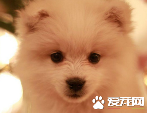銀狐犬性格 日本銀狐犬喜愛吠叫