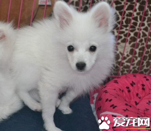 銀狐犬身上潰爛 塗抹藥水在患處
