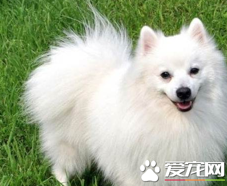 銀狐犬壽命 平均壽命在12歲左右