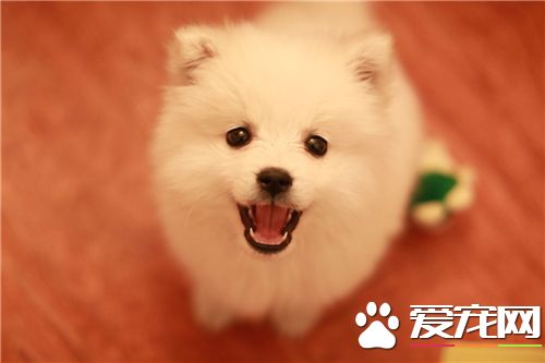 銀狐犬身上潰爛 塗抹藥水在患處