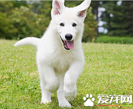 銀狐犬身上潰爛 塗抹藥水在患處