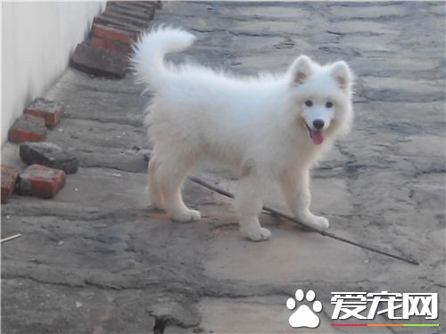 銀狐犬喜歡吃什麼 肉還有各種的奶制品