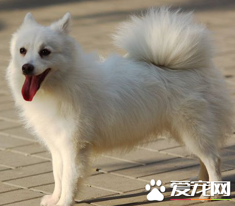 銀狐犬喜歡吃什麼 肉還有各種的奶制品