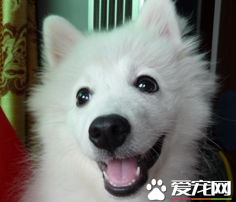 銀狐犬喜歡吃什麼 肉還有各種的奶制品