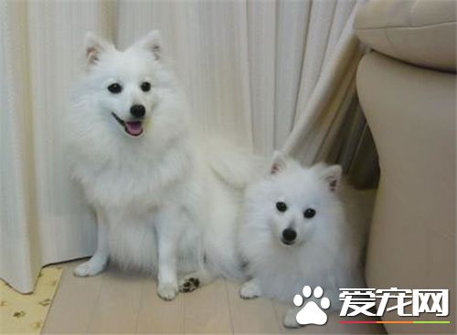 銀狐犬脾氣 情緒上的一種表達方式