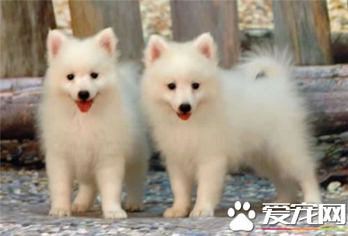 銀狐犬能養多大 身高不會超過40厘米