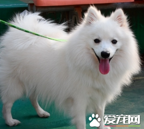 銀狐犬脾氣 情緒上的一種表達方式