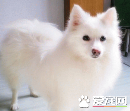 銀狐犬脾氣 情緒上的一種表達方式