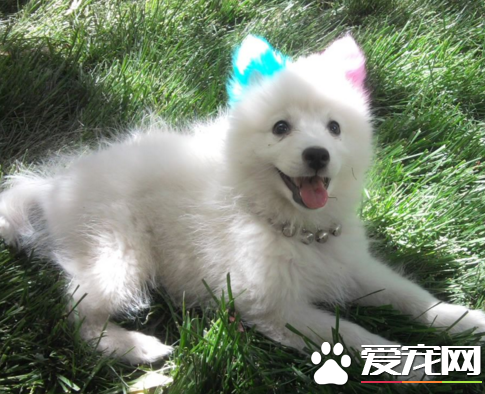 銀狐犬能養多大 身高不會超過40厘米