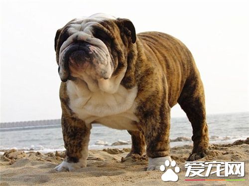 英國斗牛犬不能吃什麼 含酒精的飲料