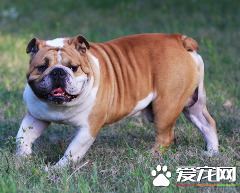 英國斗牛犬不能吃什麼 含酒精的飲料
