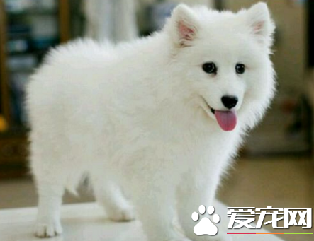 銀狐犬能養多大 身高不會超過40厘米