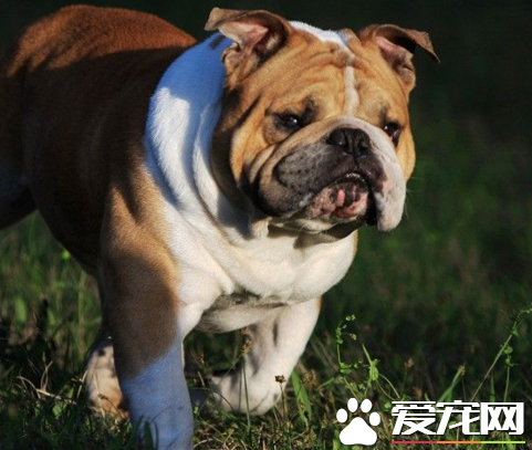 英國斗牛犬不能吃什麼 含酒精的飲料