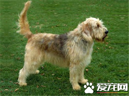 奧達獵犬掉毛不 掉毛比較嚴重