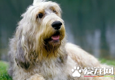 奧達獵犬掉毛不 掉毛比較嚴重