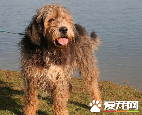 奧達獵犬掉毛不 掉毛比較嚴重