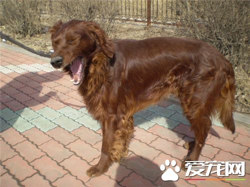 愛爾蘭雪達犬粘人程度 和家人融洽相處