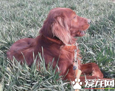 愛爾蘭雪達犬粘人程度 和家人融洽相處