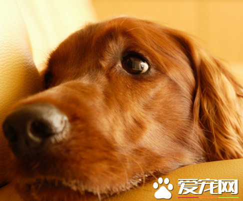 愛爾蘭雪達犬粘人程度 和家人融洽相處