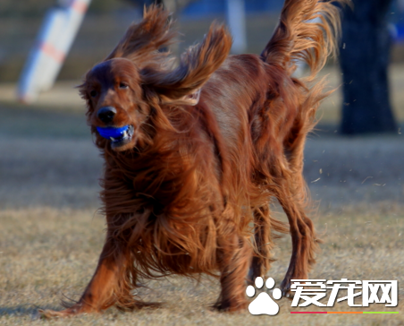 愛爾蘭雪達犬體味程度 體味比較重