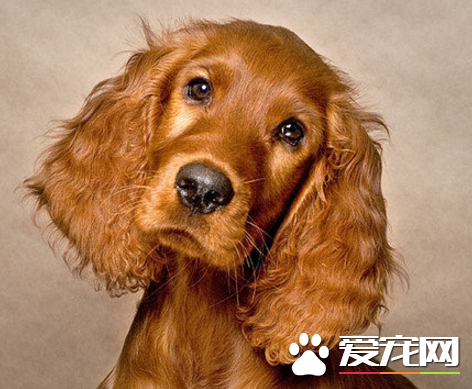 愛爾蘭雪達犬體味程度 體味比較重