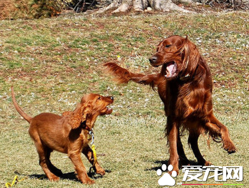 愛爾蘭雪達犬排第幾名 智商排名位居第35
