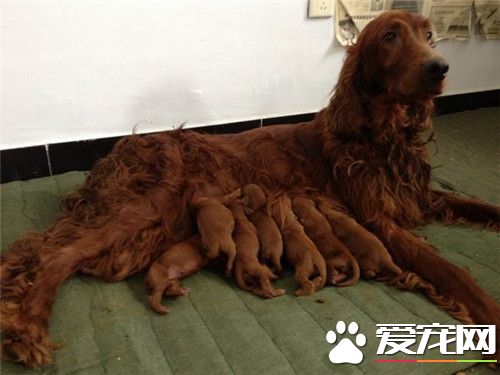 愛爾蘭雪達犬排第幾名 智商排名位居第35