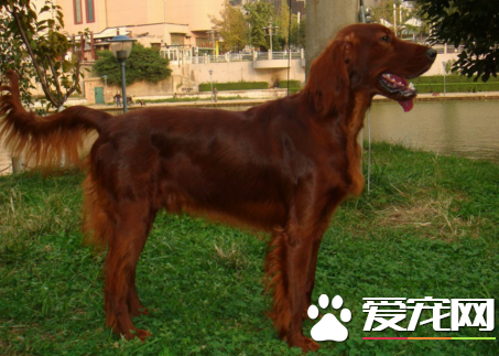 愛爾蘭雪達犬排第幾名 智商排名位居第35