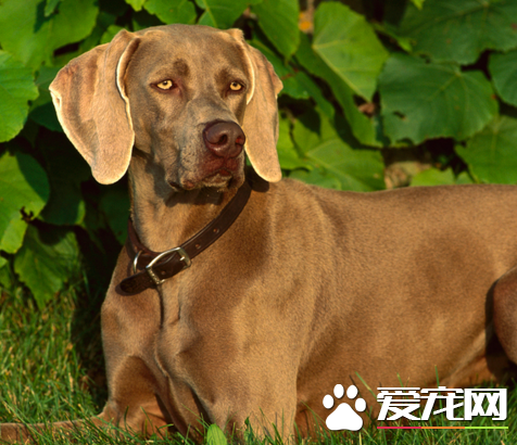 為什麼魏瑪犬禁養 攻擊性比較強