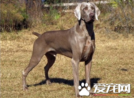 為什麼魏瑪犬禁養 攻擊性比較強