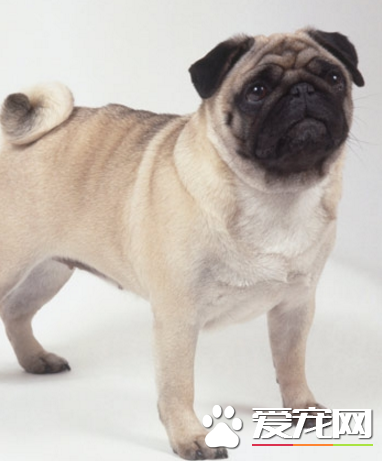巴哥犬最容易得什麼皮膚病 寄生蟲性皮膚病