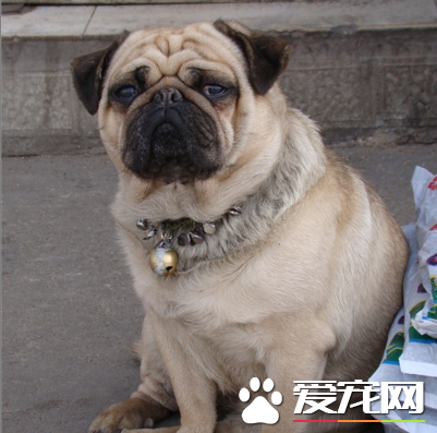 巴哥犬最容易得什麼皮膚病 寄生蟲性皮膚病