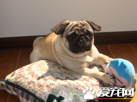 巴哥犬最愛得皮膚病 清潔工作要做到位