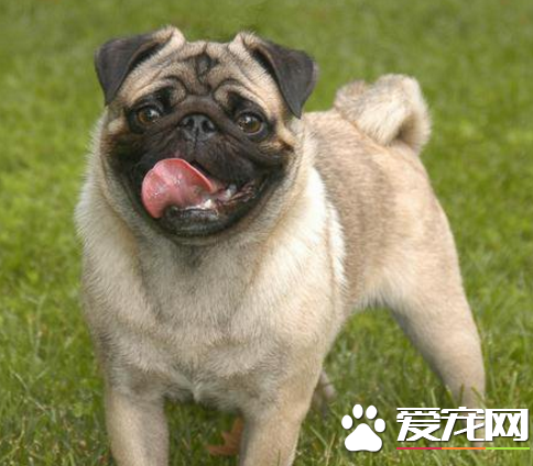 巴哥犬最愛得皮膚病 清潔工作要做到位