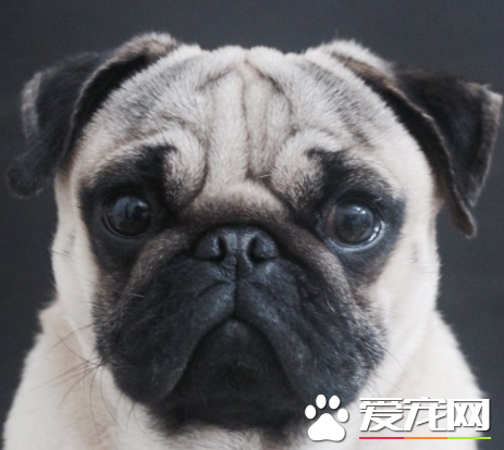 巴哥犬智商與金毛比 金毛犬的智商較高