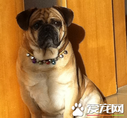 巴哥犬智商與金毛比 金毛犬的智商較高