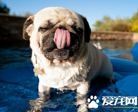 巴哥犬智商排名 可以說是在後段班
