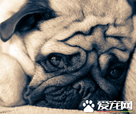 巴哥犬智商排名 可以說是在後段班