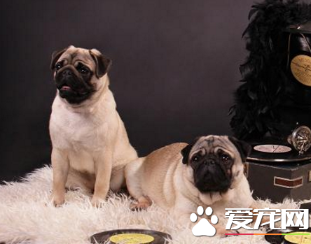 巴哥犬趾開裂 讓狗狗呆在暖和的室內