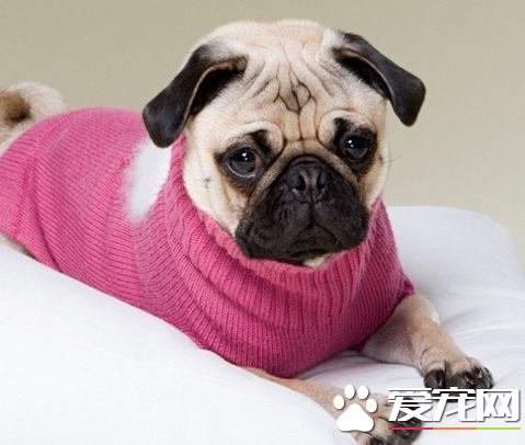 巴哥犬趾開裂 讓狗狗呆在暖和的室內