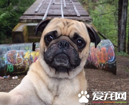 巴哥犬指間開裂 發生於腳趾間的皮膚炎