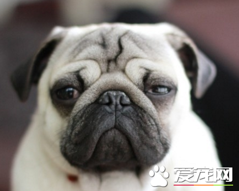巴哥犬怎麼食養 幼犬需要充足的食物