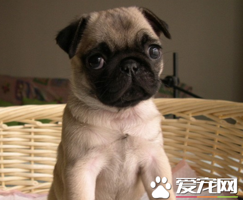 巴哥犬怎麼食養 幼犬需要充足的食物