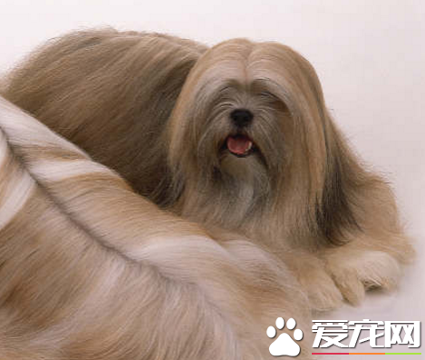 西施犬拉稀 千萬不要在拖延治療時間