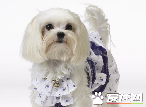 西施犬拉稀 千萬不要在拖延治療時間
