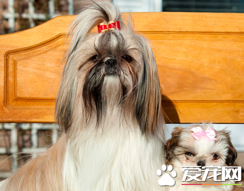 西施犬害怕打人 是一種古老的玩賞犬
