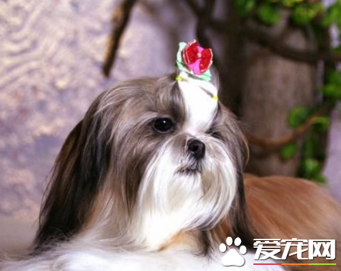 西施犬害怕打人 是一種古老的玩賞犬