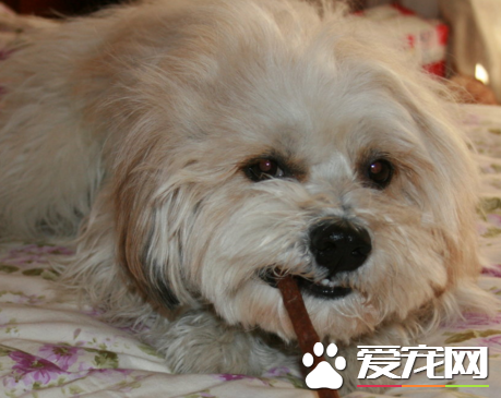 西施犬狗排名 最受歡迎寵物狗排名第九